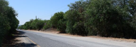 estrada-florestal