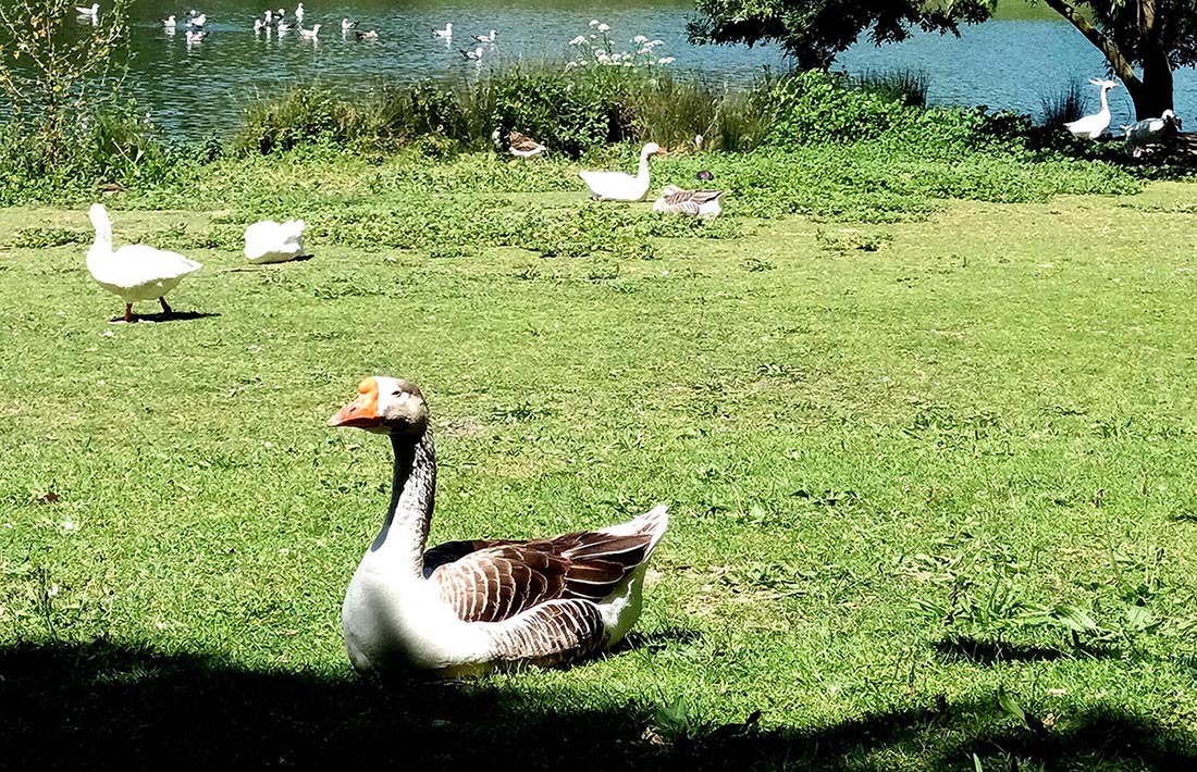 patinho-parque1