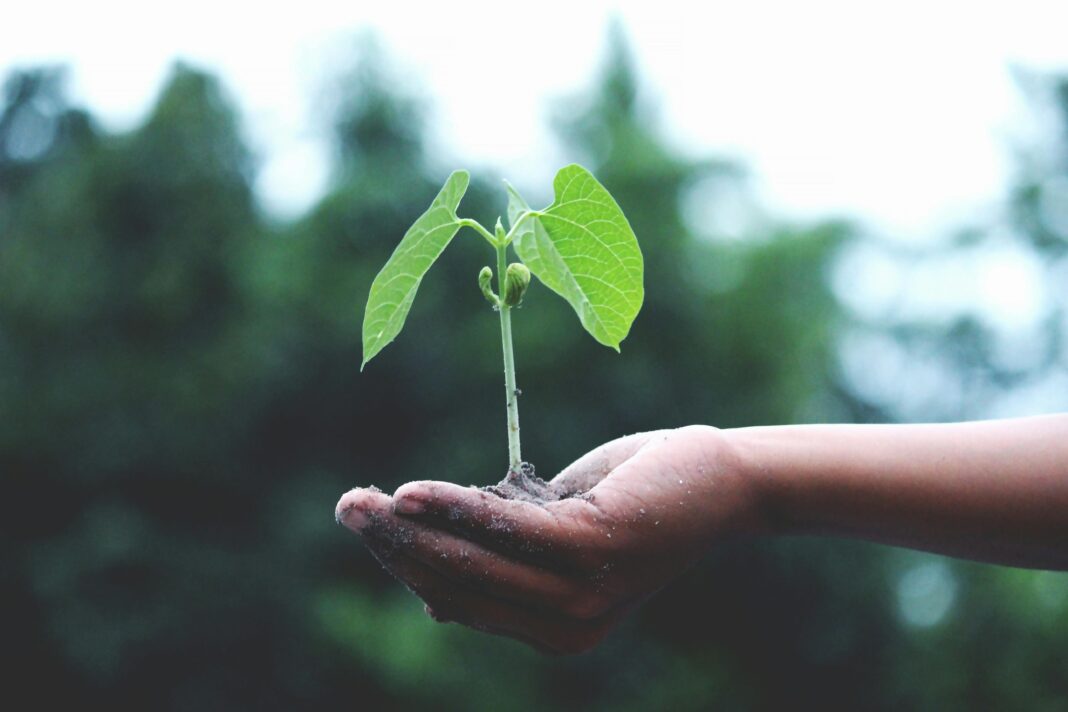 planta-stock