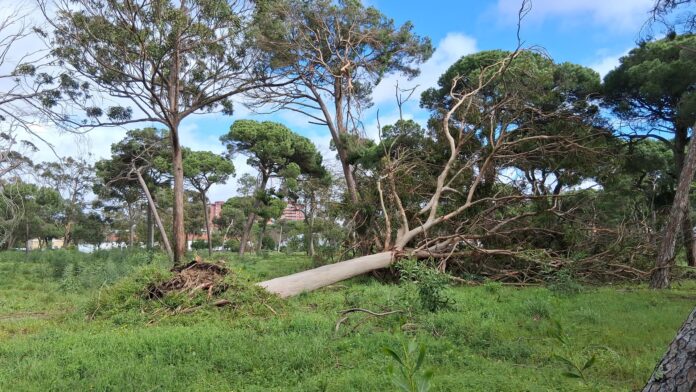 Árvores caídas e destruição causada pela depressão Martinho na Costa da Caparica durante a madrugada de 20 de março de 2025